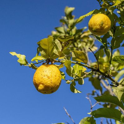 This year’s ‘it’ Mediterranean garden plant isn’t what I expected – but it’s surprisingly easy to grow in the UK