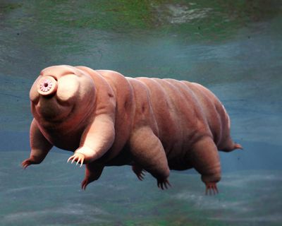 Nominate your invertebrate of the year