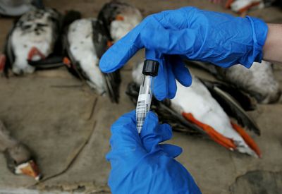 H9N2, H5N1, and H5N2 Are All Being Monitored for Human Risk — Here Is the Honest State of Avian Flu in 2026