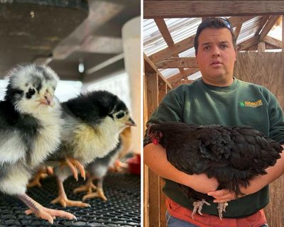 ‘The silence was the worst part’: after culling his entire flock, US poultry farmer now fears bird flu