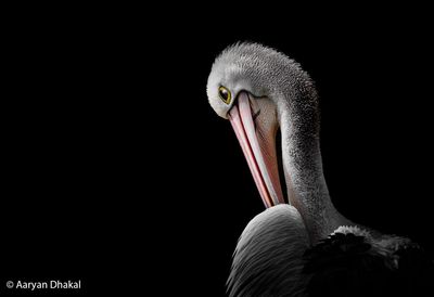 100 finalists vie for AU$10,000 crown, as Australian Geographic Nature Photographer of the Year 2026