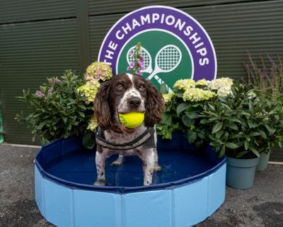 Wimbledon diary: Sabalenka’s dog plea, Rufus the Hawk and strawberry towels for ever