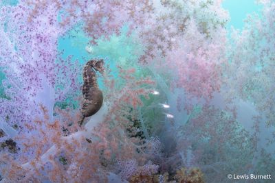 Dreamy image of seahorse so rare it’s classified as “data deficient” shortlisted for nature photography award