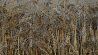 Warning 'dire combination' poses regional food crunch