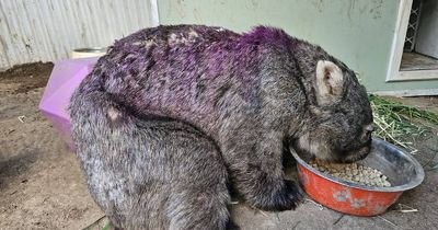 How miracle wombat Noel survived a savage dog attack
