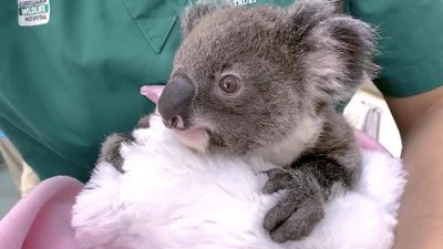 Deposits in the egg and sperm bank to safeguard koalas