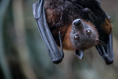 Pilot woke up in downtown Denver hotel to find bat in his room and bite on his foot, lawsuit claims