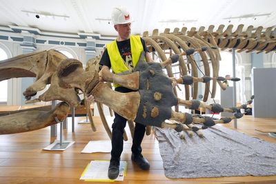119-year-old whale skeleton returns to museum after ‘significant’ conservation