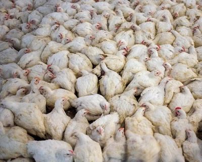 Global boom in livestock farming since 2006 is piling pressure on nature, report finds