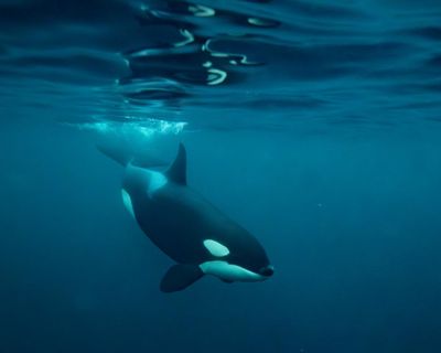 ‘Exploratory and curious animals’: mysterious rise in orca sightings off Northumberland coast