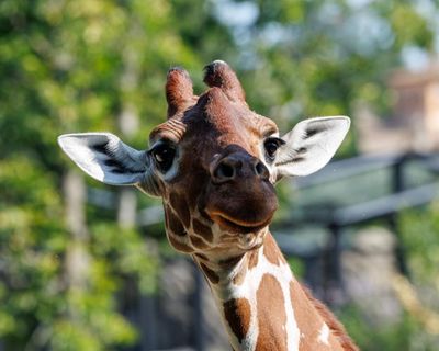 Thursday news quiz: stolen saplings, legal happenings and a missing giraffe