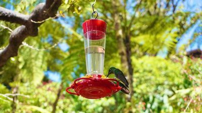 Why your birdfeeder becomes a ‘disease spot’ in a heatwave — and how to fix it