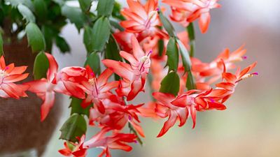What to Do With a Christmas Cactus in July for a Show-Stopping Christmas Bloom Display