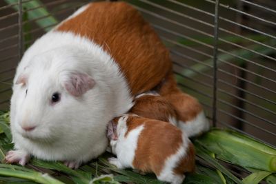 Couple living off-grid given permission to breed guinea pigs for food