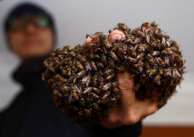 Relocating 6 million Singapore bees and counting, one nest at a time