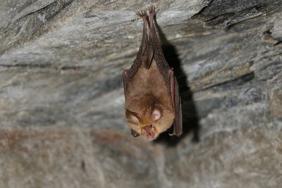 Doctors issue rabies warning after boy dies from bat bite with no visible marks