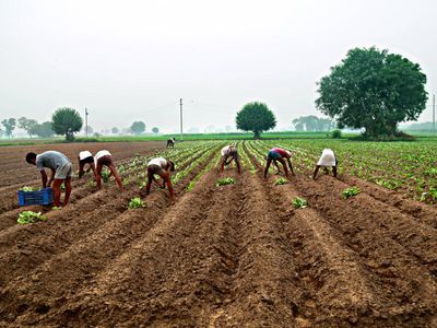 Over 1.80 lakh farmers in Chhatrapati Sambhajinagar eligible to get total loan waiver of Rs 1,632 cr