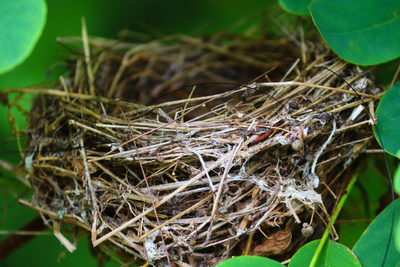 Ukraine War Impact: Birds Build Nests From Discarded Fibre-Optic Drone Cables on Front Line