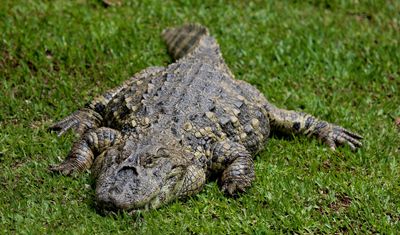 31-Year-Old Woman Dies After Being Attacked by Deadly Alligator in Florida