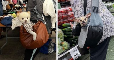 95 New ‘BagDogs’ Photos That Should Make Every Dog Lover Smile
