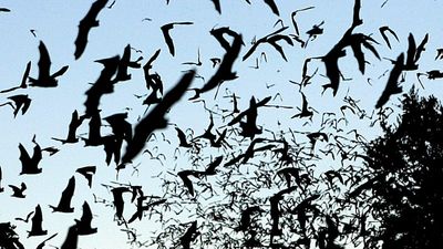 11-year-old boy dies from rabies in Canada after waking up to a bat on his face