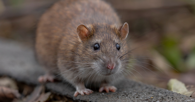 Rats Ate His Face: Tenant Complained to Landlord of Rodent Infestation for Months Until One Gnaws on His Face