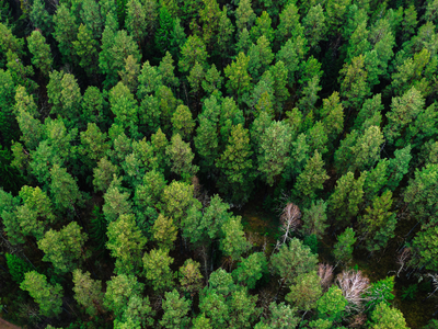China spent decades planting 66 billion trees; scientists found they now outgrow natural forests by 66%