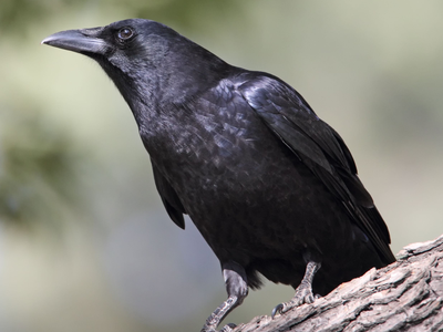 In Canada, there is a city where crows attack people every spring, and residents rely on a live map to avoid them