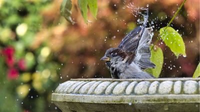 This Hanging Bubbling Bird Bath Is a Lifeline for Wildlife in a Heatwave – It Keeps Them Cool, and Looks Beautiful Too