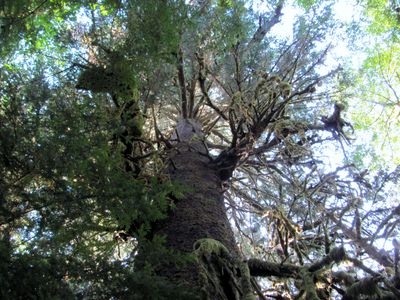 Britain in the 1920s planted millions of Sitka spruce trees for timber, but research suggests these plantations provide much less habitat for wildlife than native forests