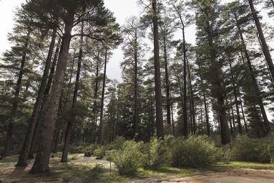 Chile in the 1970s replaced vast native forests with pine plantations, but scientists later found streams shrinking while wildlife quietly disappeared