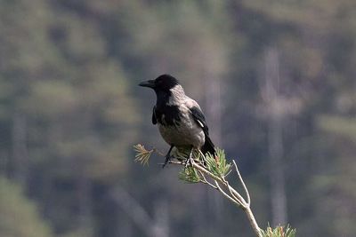In Canada, there is a city where crows dive-bomb pedestrians every spring, so residents created a map of attack zones