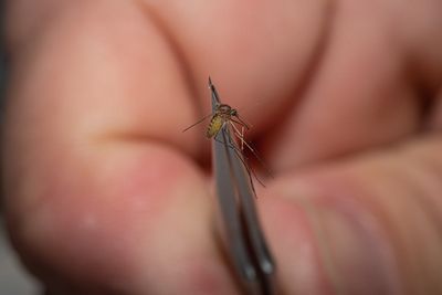 West Nile cases hit highest total in decades as experts warn about mosquitos spreading the virus across the US