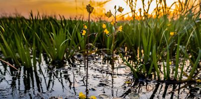 Seaweeds are not plants – and six other surprising facts about aquatic flora
