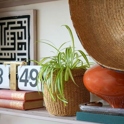 The 4 houseplants that have survived my renting journey – they've been tried, tested and often neglected!