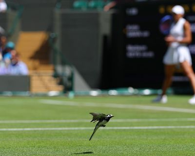 Wimbledon diary: tech bunkers, birds stop play and safe serve records