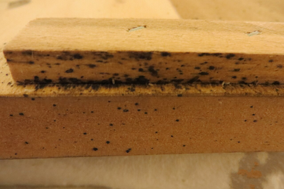 Bed Bugs Are Becoming Harder To Kill in the UK As They Become Resistant to Insecticides