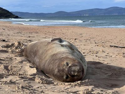 Tell us about a local animal celebrity in your area