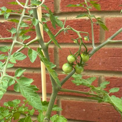 What to do with tomato plants in July – the 5 things I’m doing this month to encourage a bumper crop
