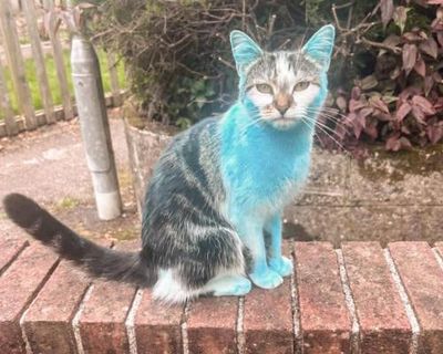 ‘Why is your cat blue?’: Wilbur, the pet who changed colour, puzzles owners