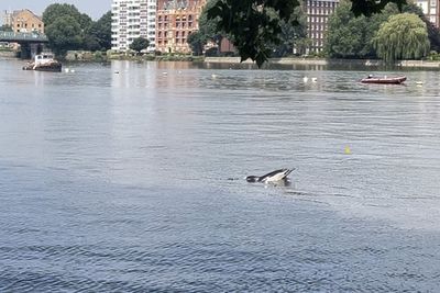 Dolphin found dead on bank of River Thames at Mortlake
