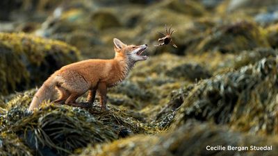 Shot at 2 AM in broad daylight, this DSLR wildlife image wins its 5th photo award – "I spent several nights in the midnight sun with a small family of foxes here in Finnmark," says photographer