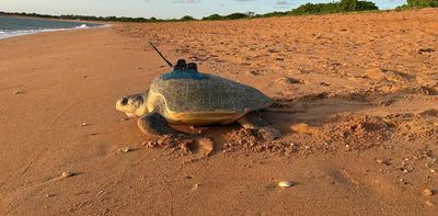 Sea turtles diving through the eye of the storm help develop better cyclone forecasts