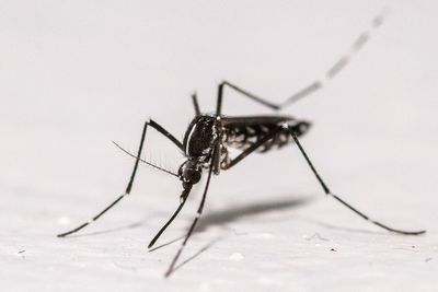 Why 600,000 mosquitoes are being deployed around Washington DC