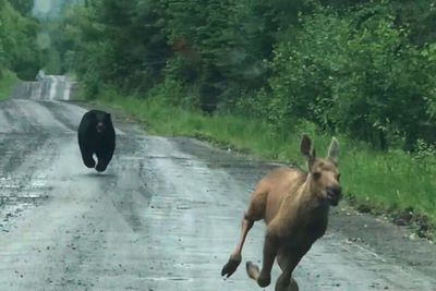 Maine couple spots a bear chasing a moose calf and helps it escape