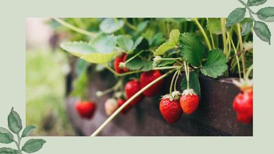 3 simple steps to get more out of your strawberry plants this summer, just in time for Wimbledon