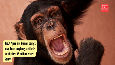 Could your laugh be a 15-million-year-old echo that helped shape human speech? Great ape laughter offers surprising clues