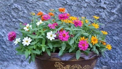 How to Grow Zinnias in Pots – And Guarantee Thrilling, Long-Lasting Displays in Small Yards