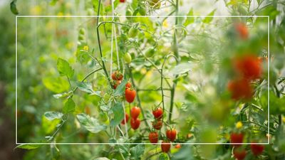 How to stop tomato plants from growing too tall, according to professional gardeners