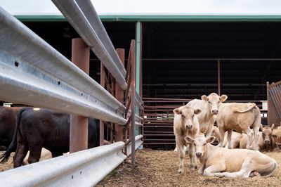 New World Screwworm Has Reached 16 U.S. Animals as Experts Say This Is Not an Isolated Incident
